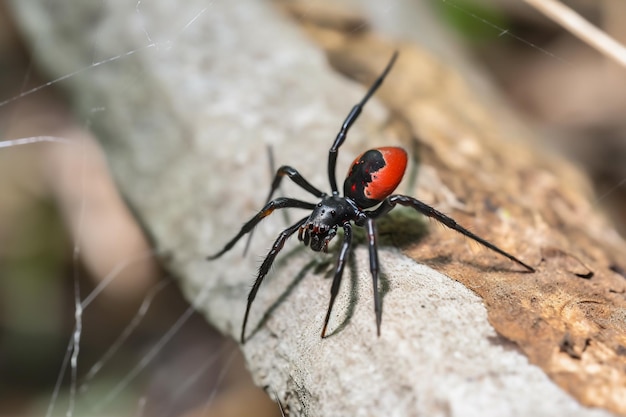 Macro CloseUp de uma aranha detalhada