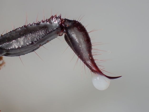 Un macro de la cola venenosa de un escorpión