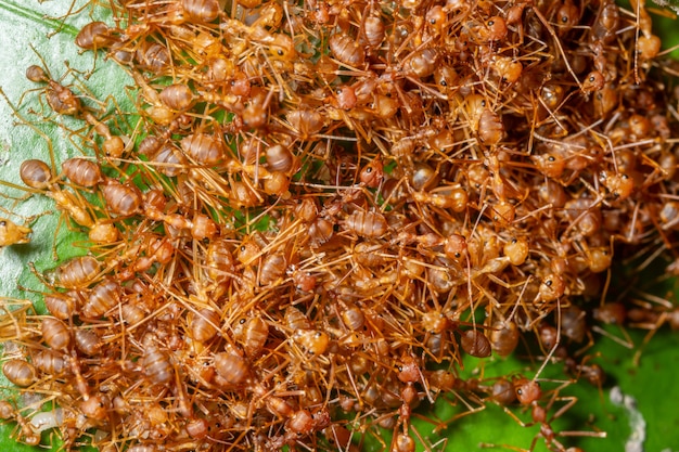 Macro colonia de hormigas en la naturaleza.