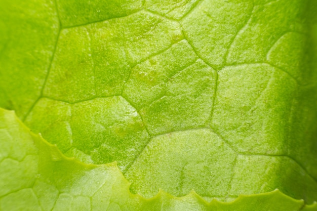 Macro del color verde de la superficie de la textura de la hoja de la planta en el uso de la naturaleza para el fondo