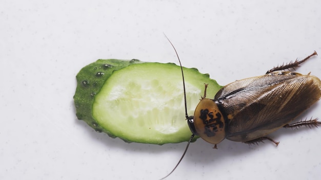 Macro de una cucaracha marrón grande comiendo pepino