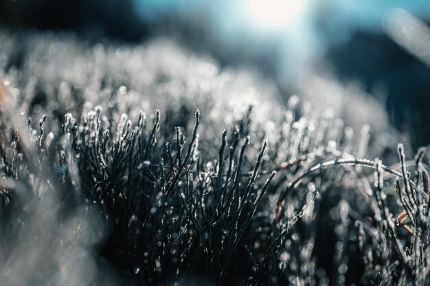 Macro da manhã de inverno gelado Conceito de fundo de clima frio Grama congelada nos campos Paisagem congelada de inverno