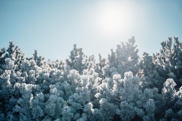 Macro da manhã de inverno gelado Conceito de fundo de clima frio Plantas congeladas nos campos com espaço de cópia Paisagem congelada de inverno