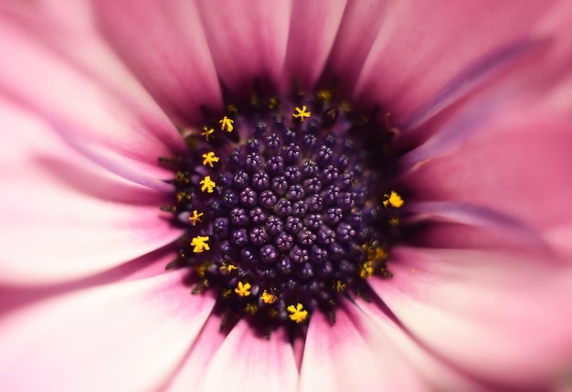 Macro da margarida africana osteospermum linda flor roxa da família aster