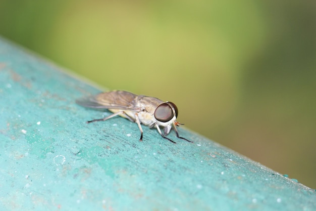 Macro da mosca grande