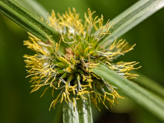 Foto macro da planta kyllinga polyphylla