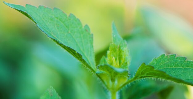 Macro das folhas da árvore para o fundo da natureza e salvar o conceito verde