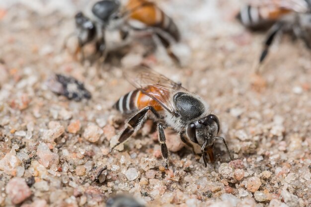 Macro de abelha está se alimentando no chão.