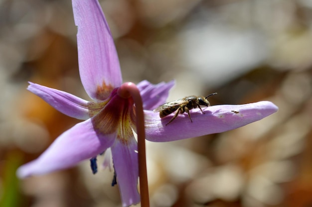 Macro de abelhas perto de um dente de cachorro flor silvestre de primavera violeta