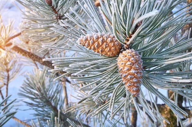 Macro de abeto de cone