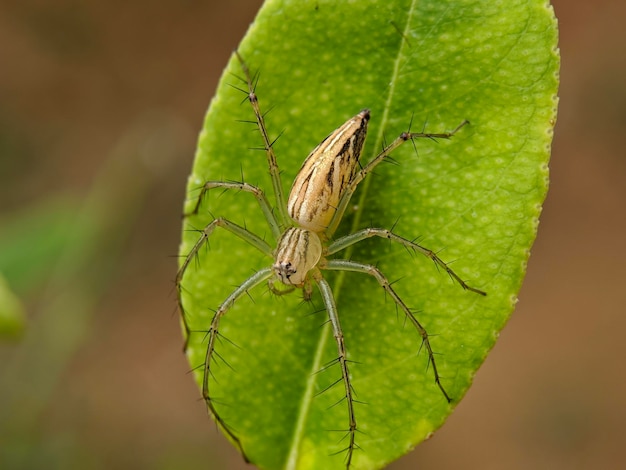 Macro de aranha lince listrada em folhas verdes