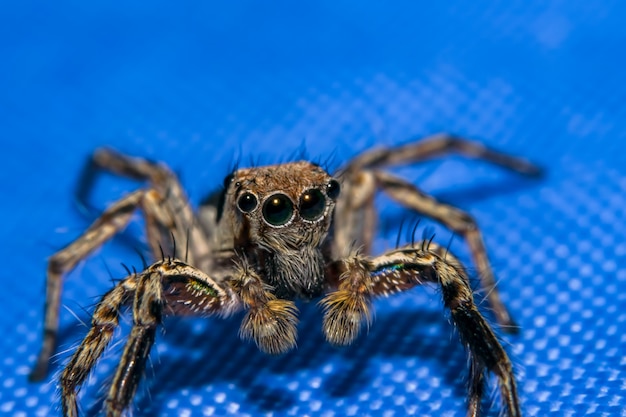 Macro de aranha