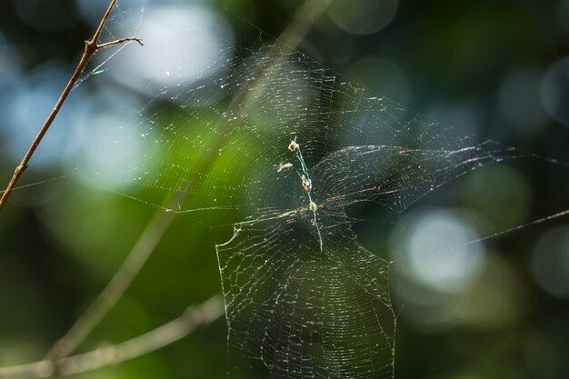 Macro de aranha