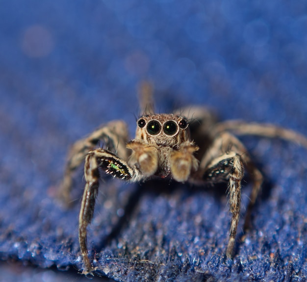 Macro de aranha