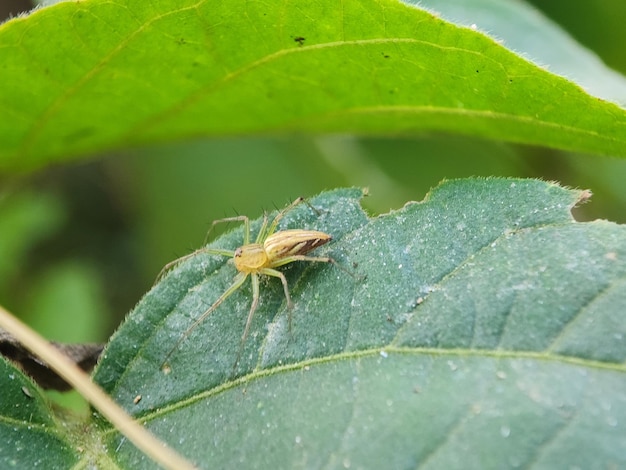 Foto macro de aranha