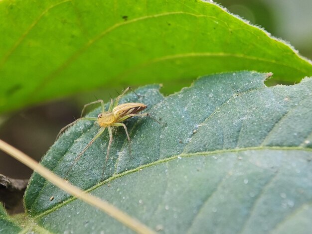 Foto macro de aranha