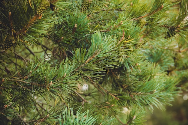 Macro de árvores de pinho filtrada