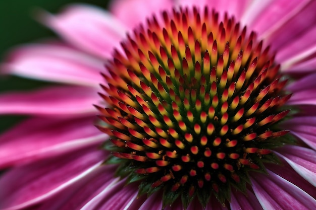 Macro de belas flores de echinacea pétalas de rosa com conteúdo gerado por IA de pontas verdes de aipo