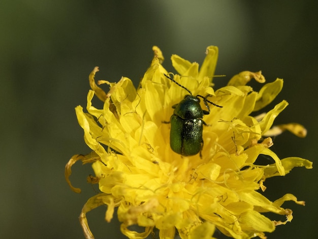 Macro de bug verde na flor amarela