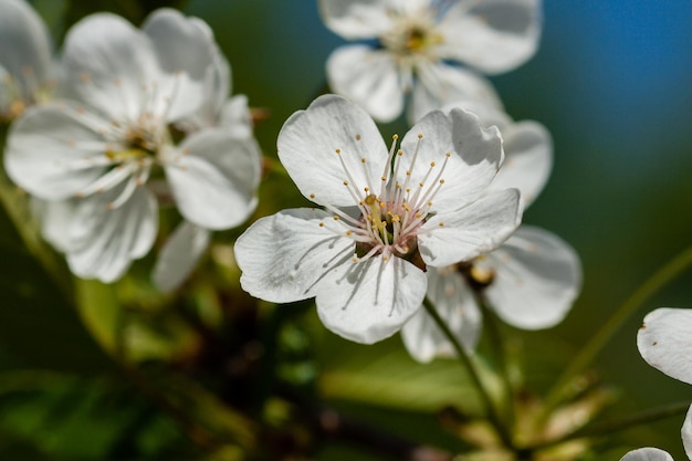 Macro de cerejeiras floridas