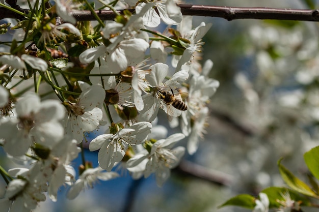 Macro de cerejeiras floridas