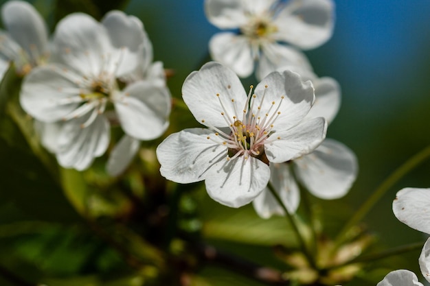 Macro de cerejeiras floridas