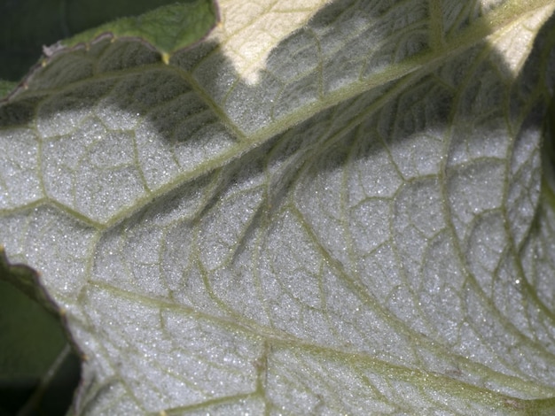 Macro de close-up de folha de ficus