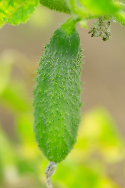 Macro de close-up de pepino fresco suculento