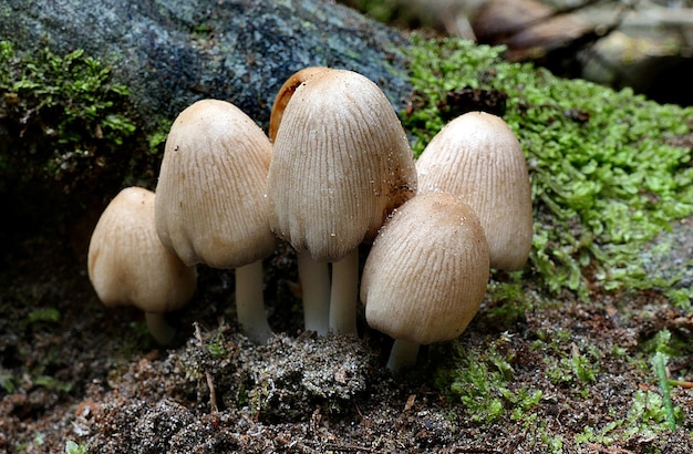 Macro de cogumelo, Coprinopsis laanii é um cogumelo delicado e cosmopolita que é comum na Nova Zelândia