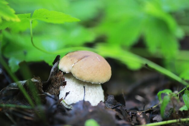 Macro de cogumelos pequenos / floresta natural, forte aumento de fungos venenosos