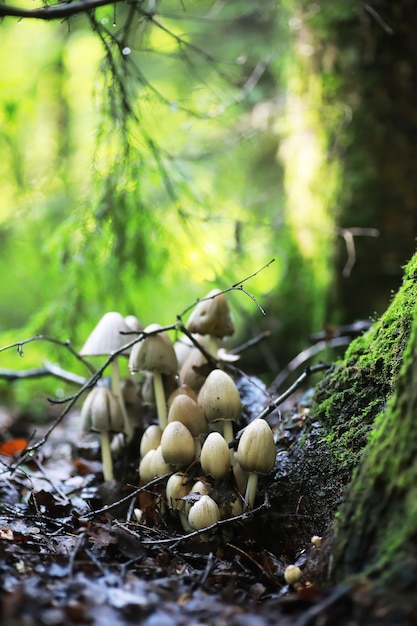 Macro de cogumelos pequenos / floresta natural, forte aumento de fungos venenosos