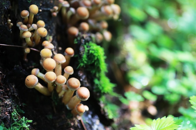 Macro de cogumelos pequenos / floresta natural, forte aumento no bolor de cogumelos venenosos