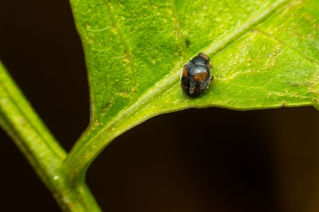 Macro de cor laranja inseto preto bug close-up na licença na natureza