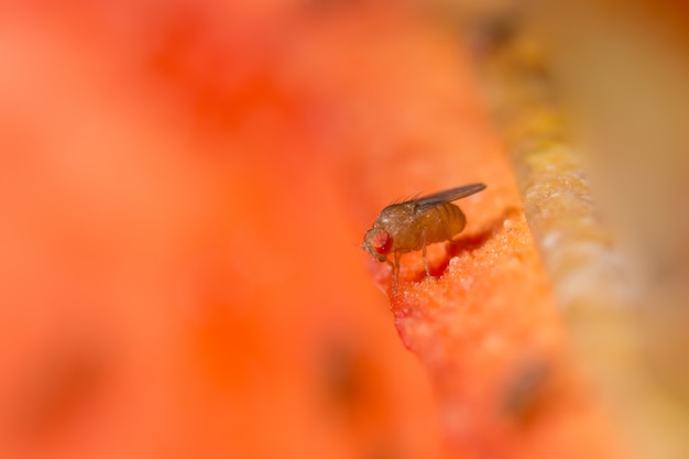 Macro de drosophila