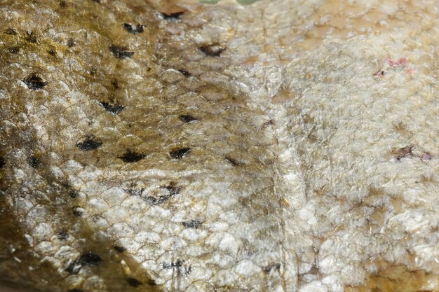 Macro de escalas de peixe