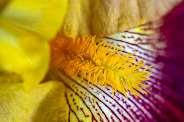 Macro de estames de flores