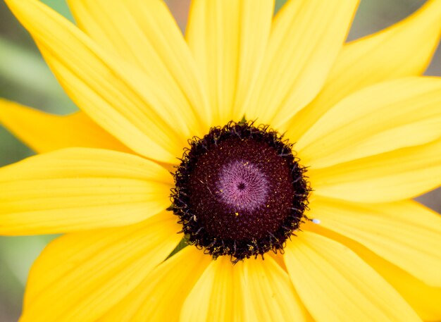 Macro de flor amarela