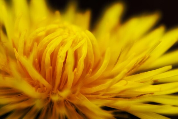 Foto macro de flor amarela