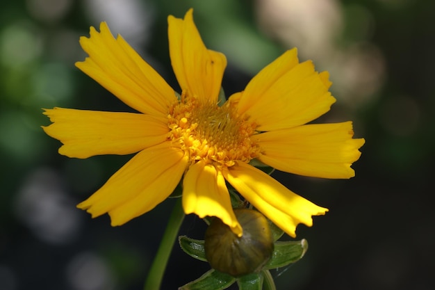 Foto macro de flor amarela