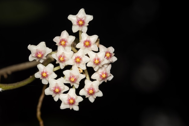 Macro de flor branca de hoya