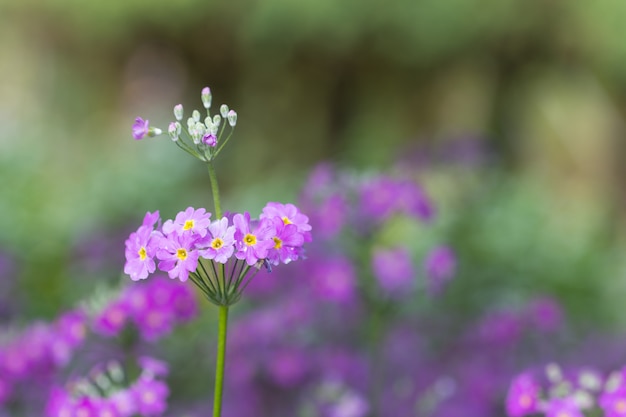 Macro de flor cravo