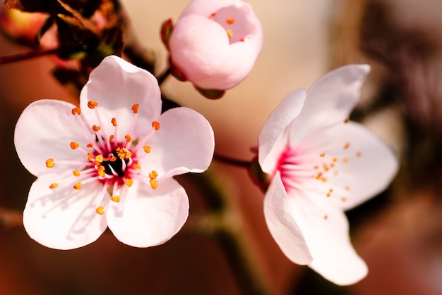 Macro de flor de ameixa asiática. Profundidade de campo rasa. Foco em estames