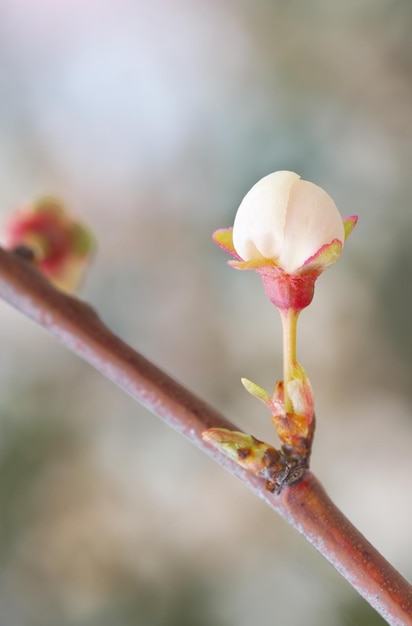 Macro de flor de broto de primavera