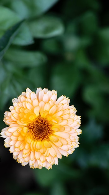 Macro de flor de calêndula. Flor de calêndula laranja em um fundo verde grande.