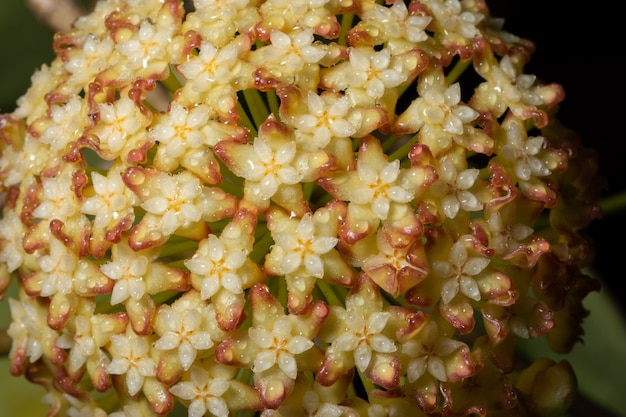 Macro de flor de Hoya