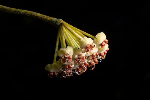 Macro de flor de Hoya