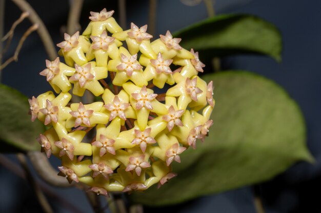 Macro de flor de Hoya