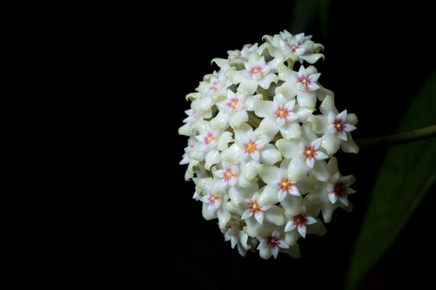 Macro de flor de Hoya