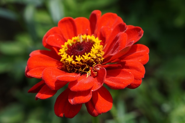 Macro de flor de margarida vermelha. Zinnia elegans flower close up