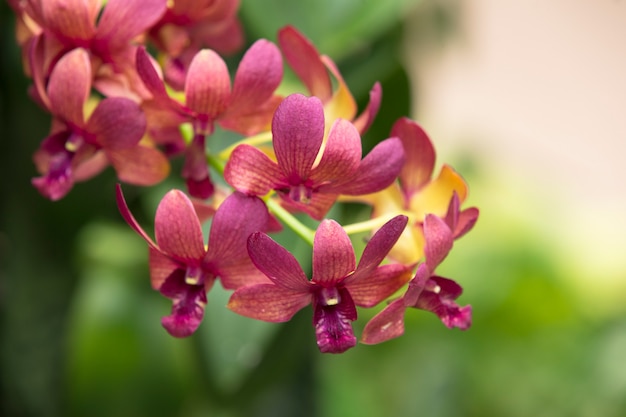 Macro de flor de orquídea